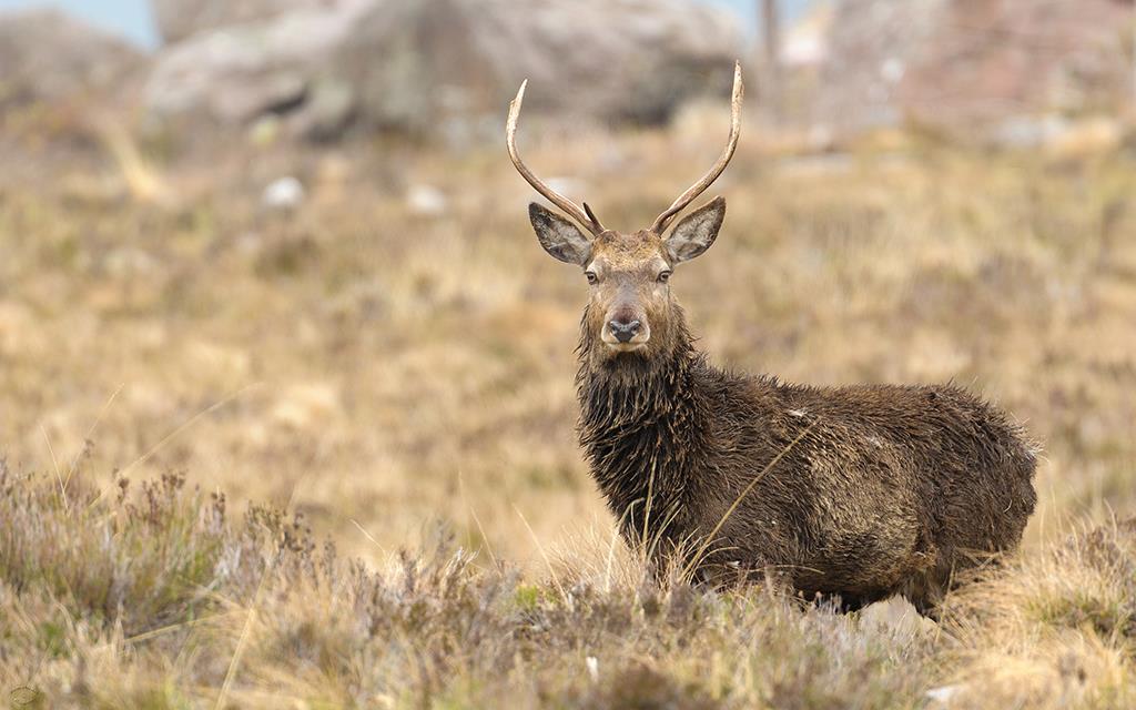 Red Deer (UK2014)-02