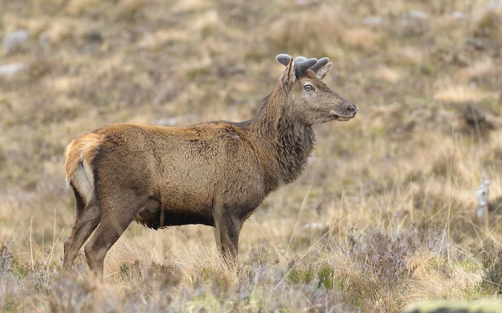 Red Deer (UK2014)-04