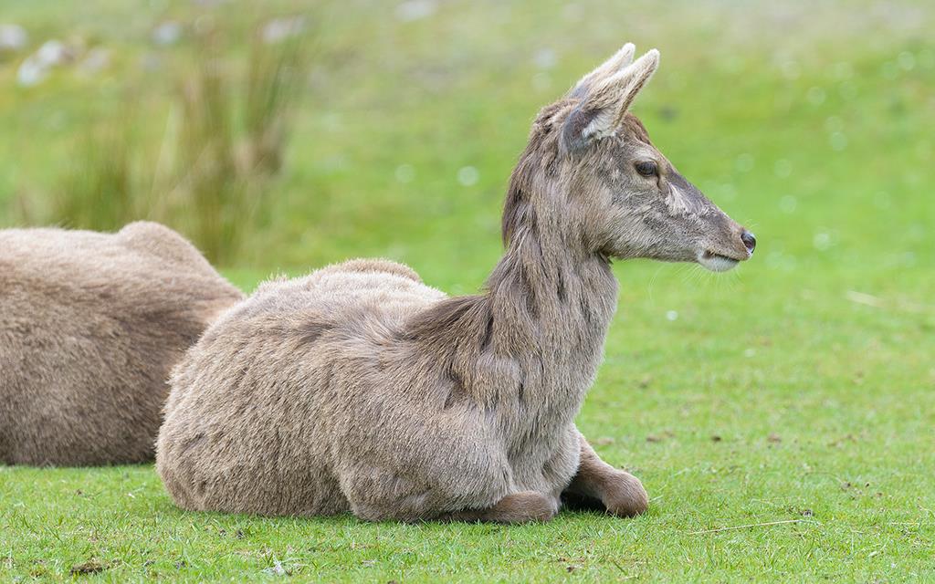 Red Deer (UK2014)-05