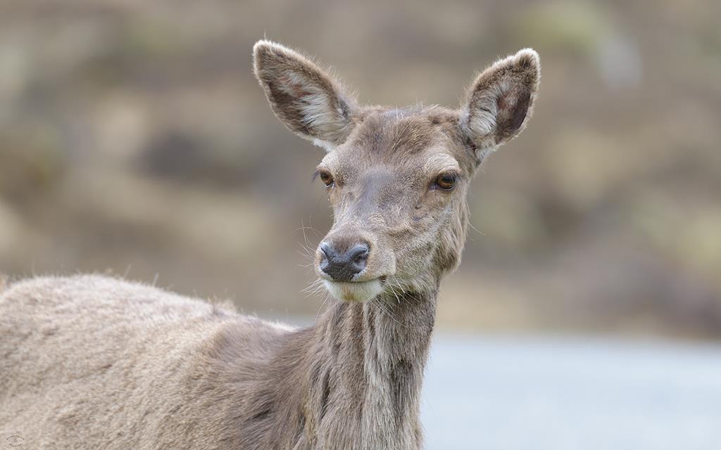 Red Deer (UK2014)-06