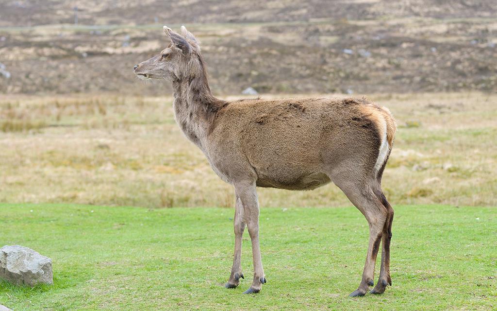 Red Deer (UK2014)-07