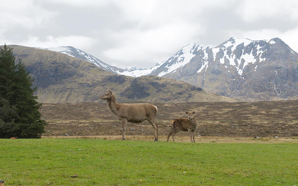 Red Deer (UK2014)-08