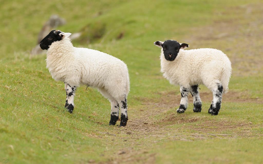 Sheep (UK2014)-01