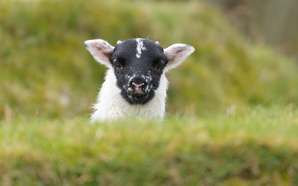 Sheep (UK2014)-02