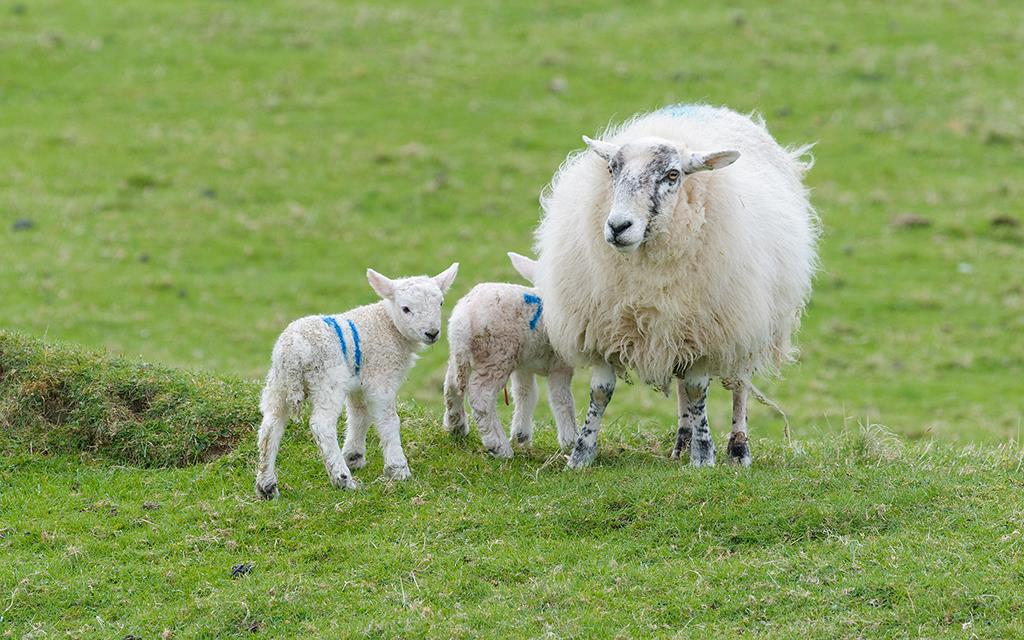 Sheep (UK2014)-03
