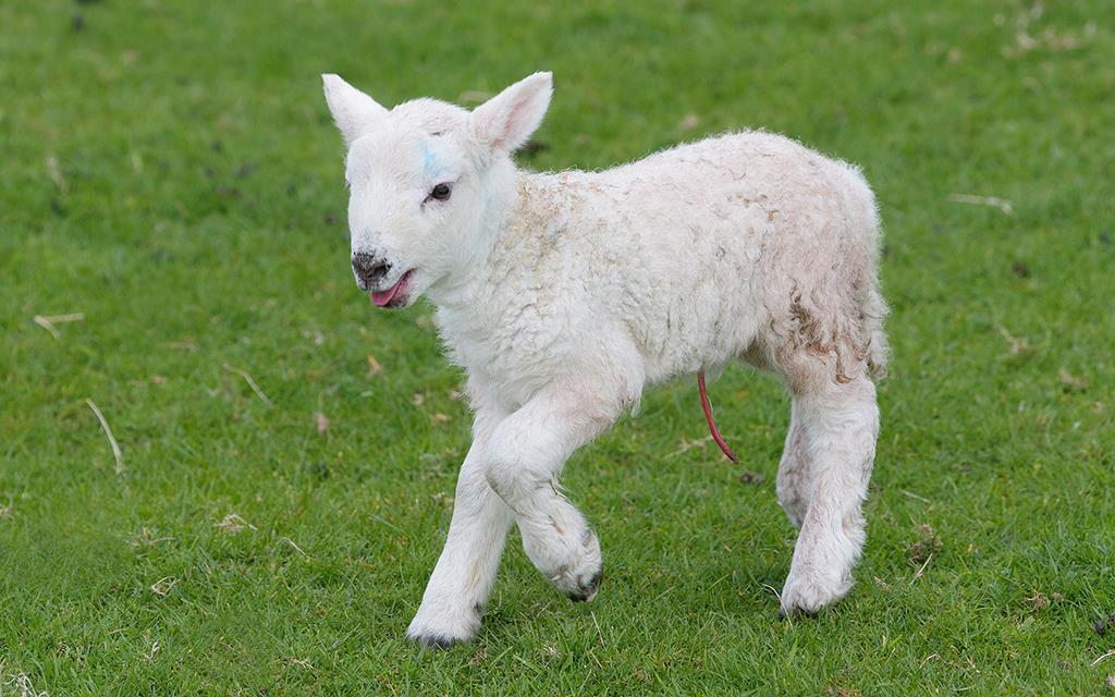 Sheep (UK2014)-04