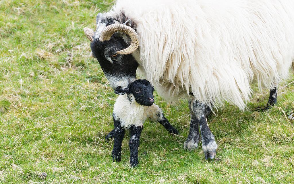 Sheep (UK2014)-05