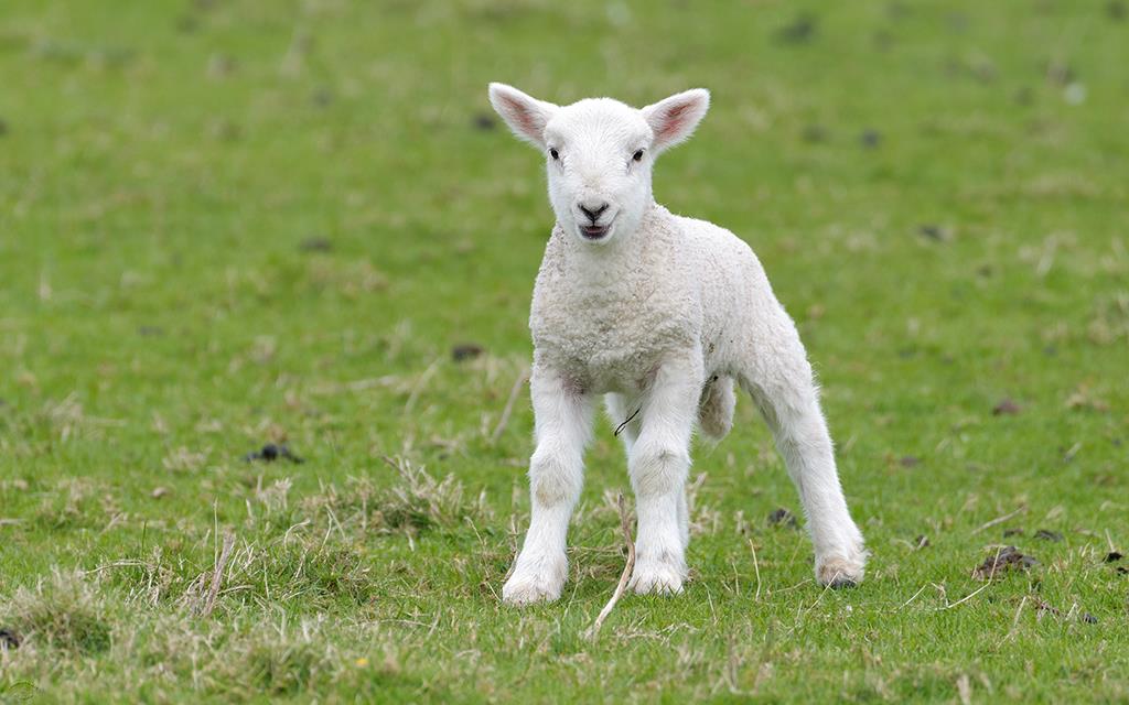 Sheep (UK2014)-06