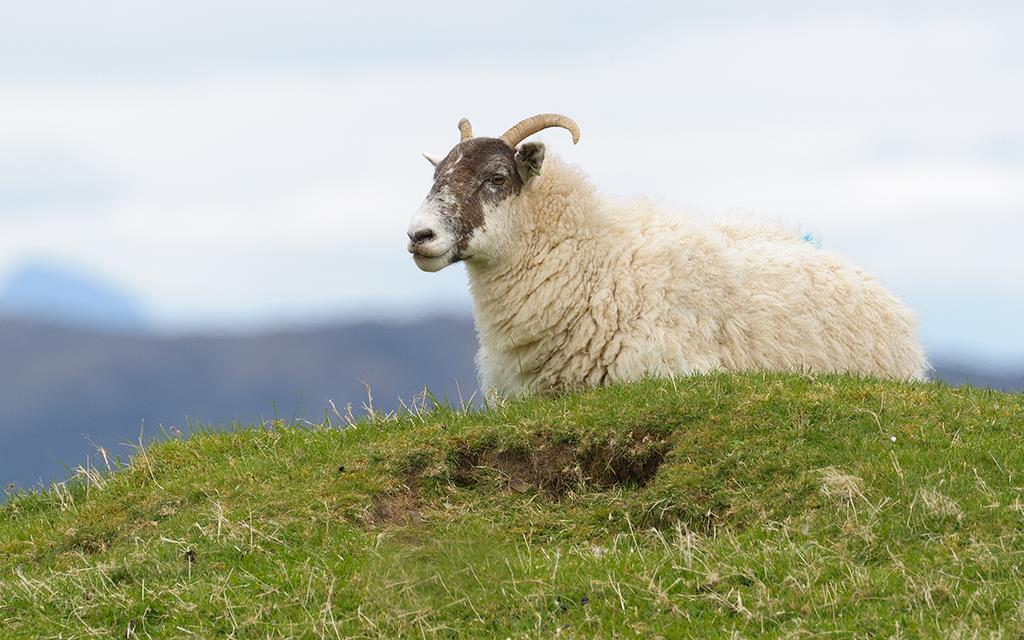 Sheep (UK2014)-07