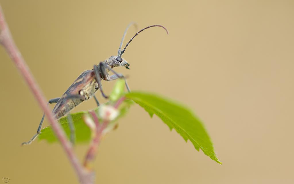 Weevil (UK2014)